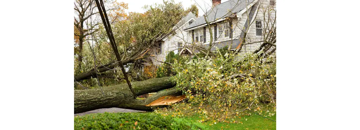 large tree that has fallen on a house