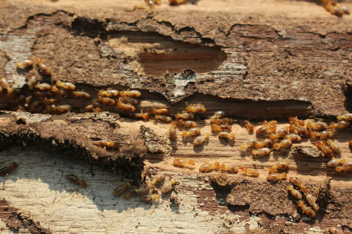 House with termites for sale in Memphis
