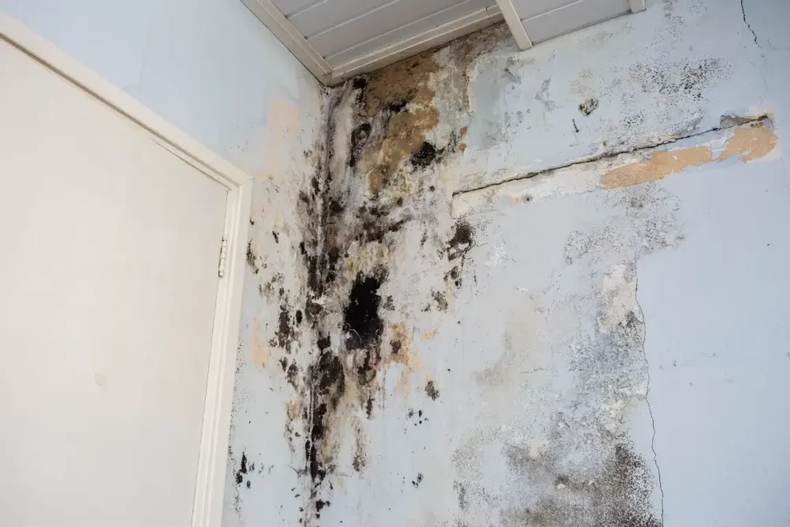 Sell Your House With Mold Damage