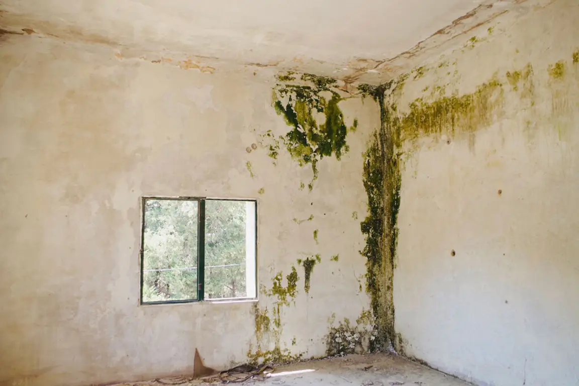 musty smell - how to get rid of musty smell in house