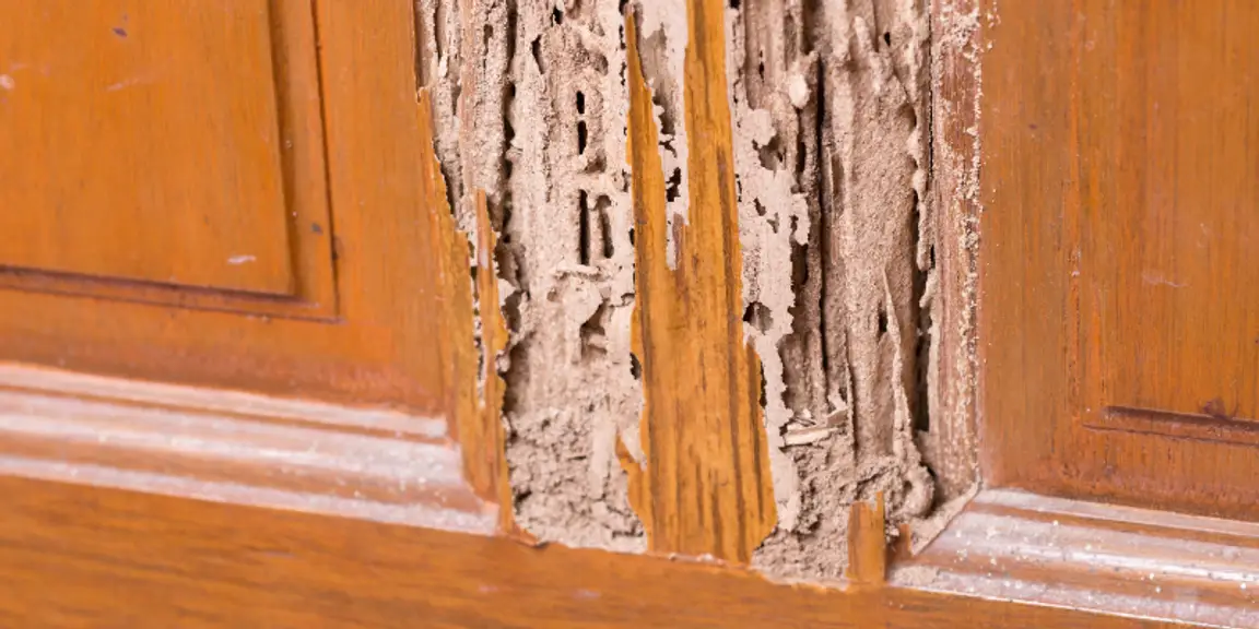 Tips for Selling a House With Termite Damage [market_city]
