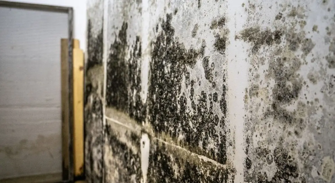 Mold damage on interior wall of a New Jersey home caused by moisture