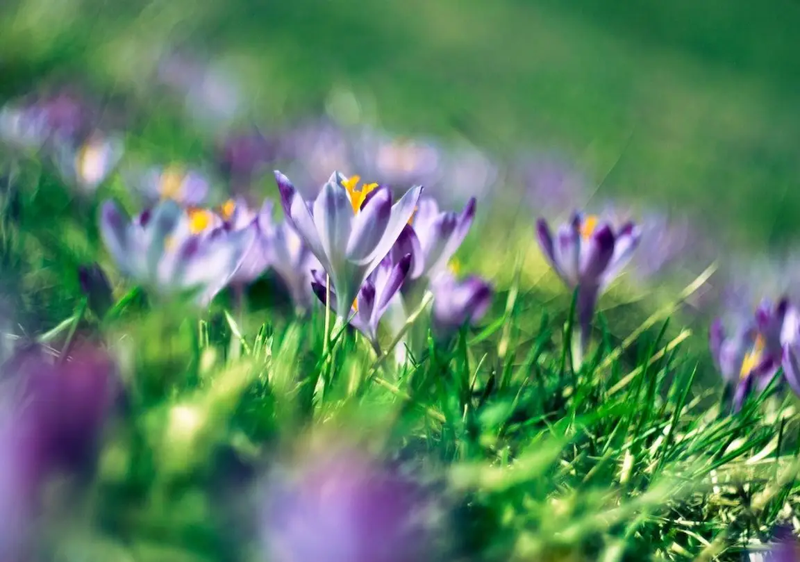 best time to sell house - spring crocuses