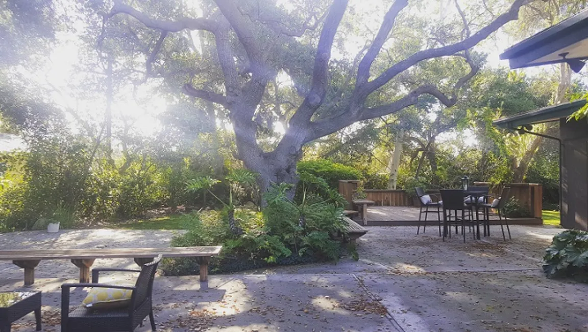 Tree in the backyard of a Camarillo house
