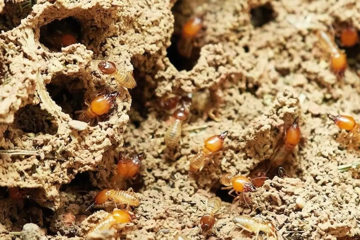 Termites causing damage to a house