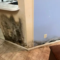 Mold damage inside the flooded Wilmington house before the sale