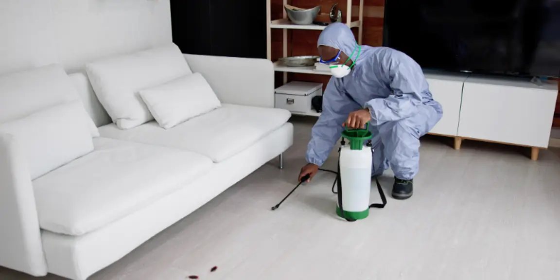 How to Successfully Sell a Termite-Infested House In [market_city]