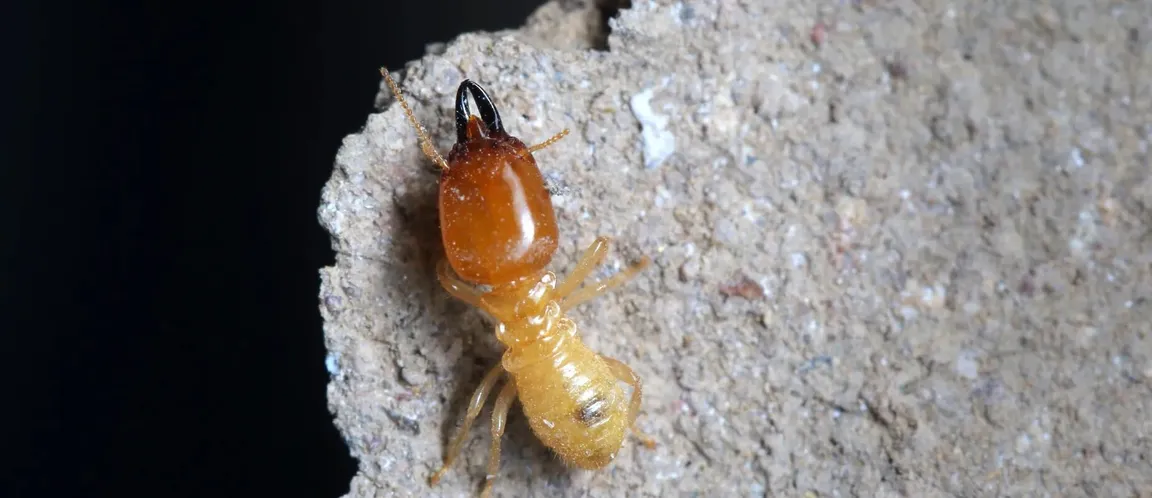 Do I Need a Termites Bond When Selling My Home in Texas