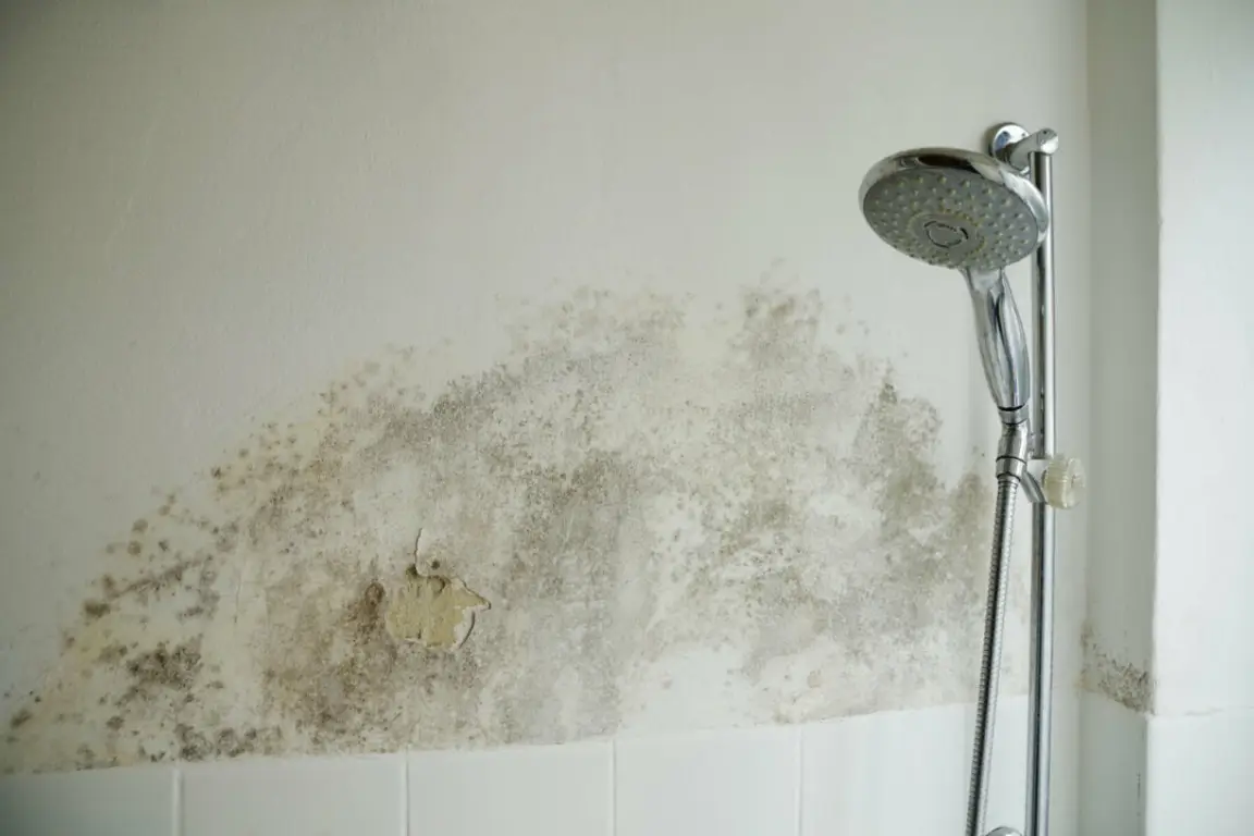 house with mold on wall