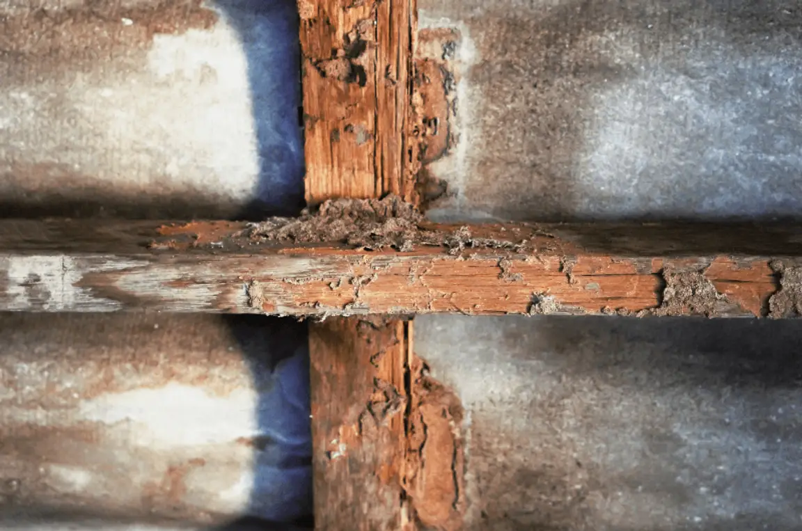 Selling a House with Termite Damage