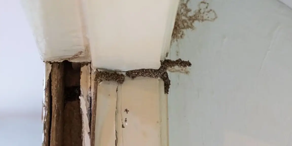 Understanding Missouri Disclosure Requirements for Termite Damage