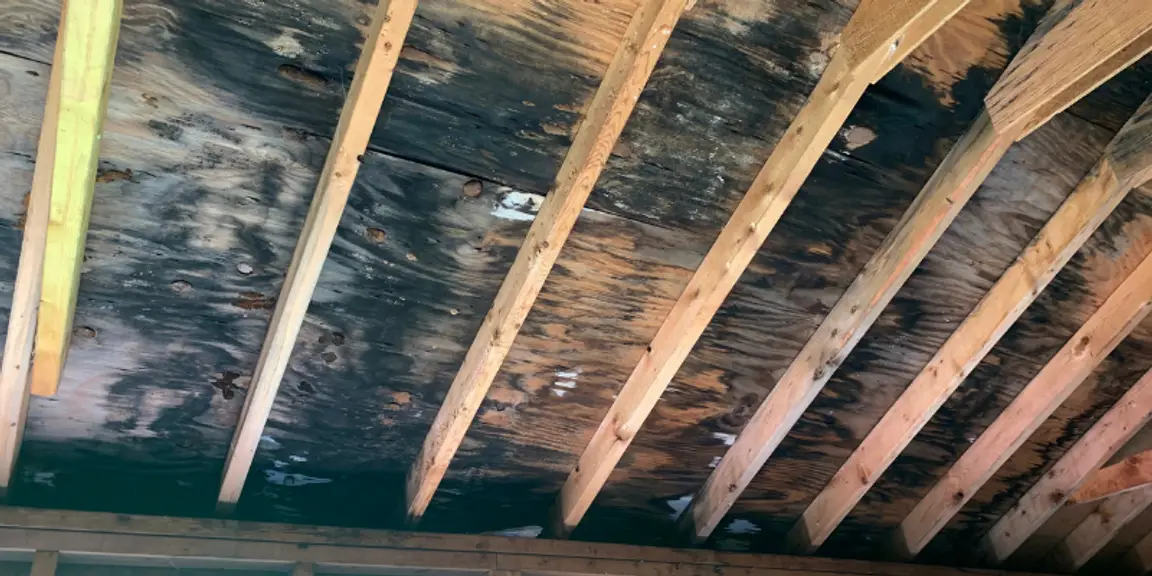 Sell Your House With Mold [market_city]
