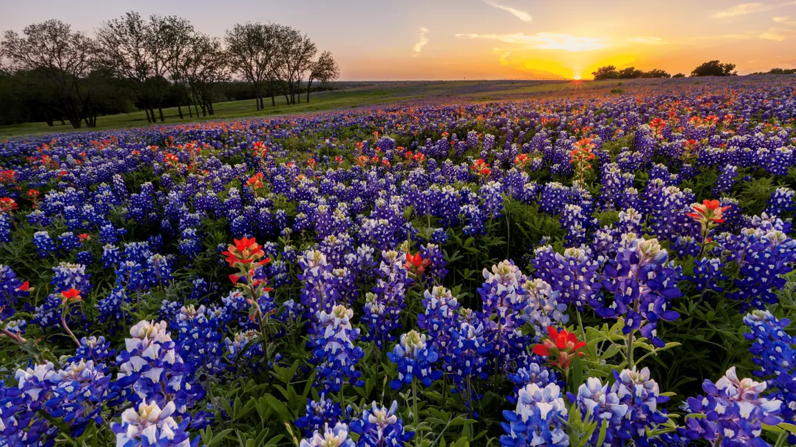 Sell My House Spring Texas