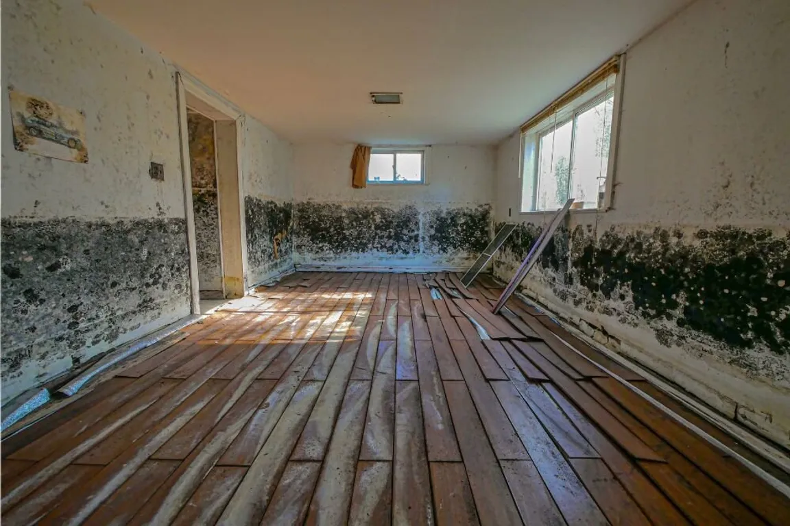 mold inside the house