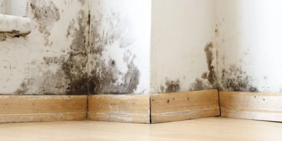 Selling a House With Mold Issues in [market_city]