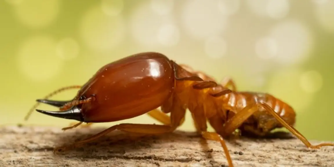 Understanding Termite Bonds and Their Purpose in Florida