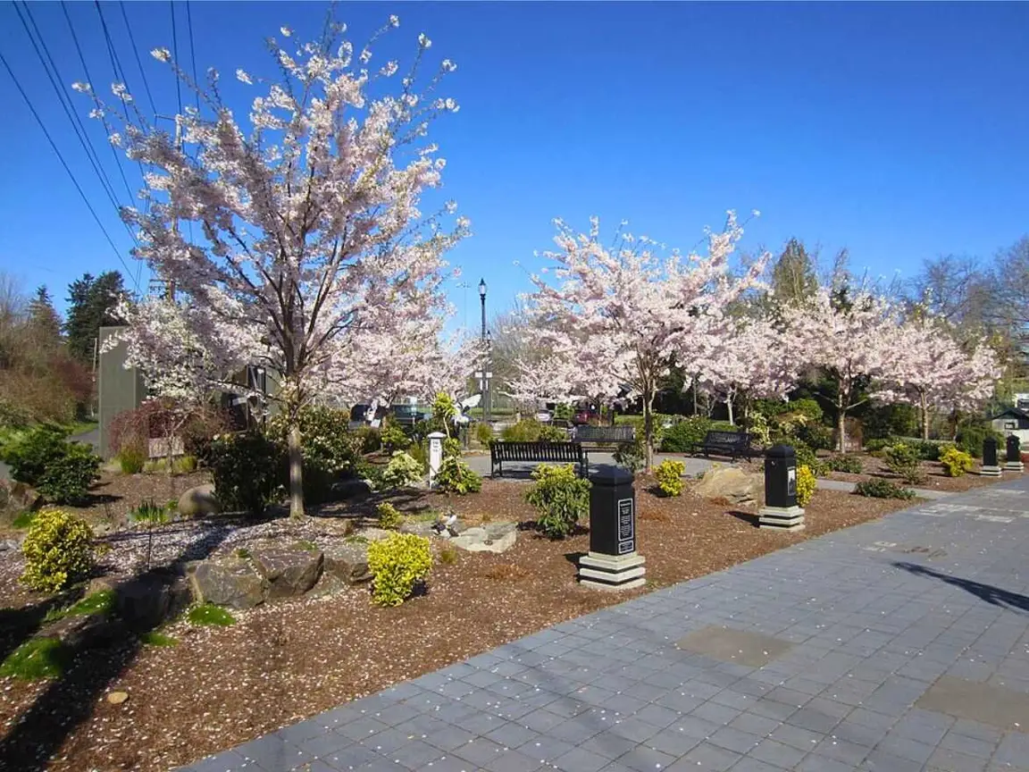 Gresham Spring Cherry Blossoms _ BetterOffHomeBuyers