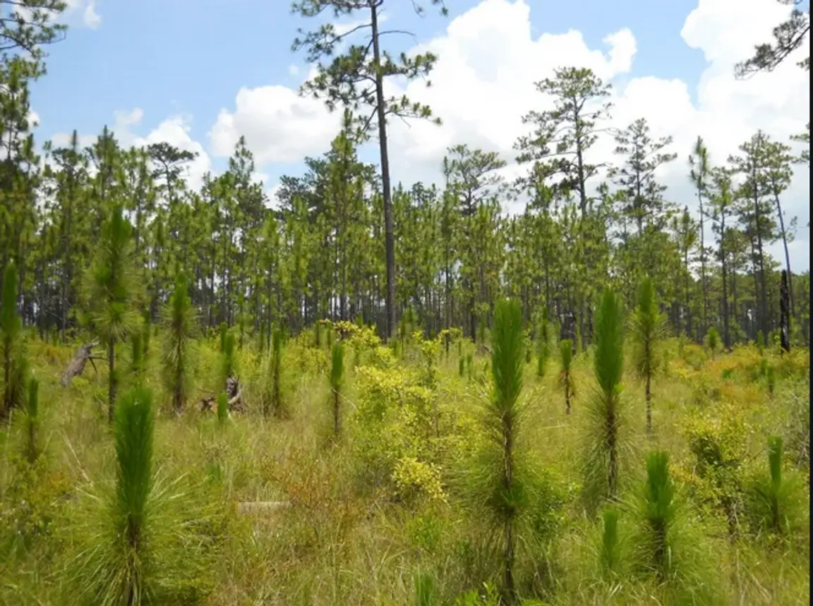 Sell land fast Alabama