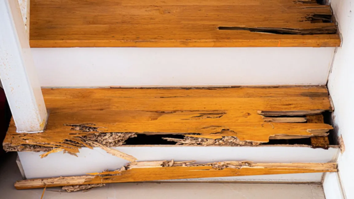 Selling A House With Pet Damage In California