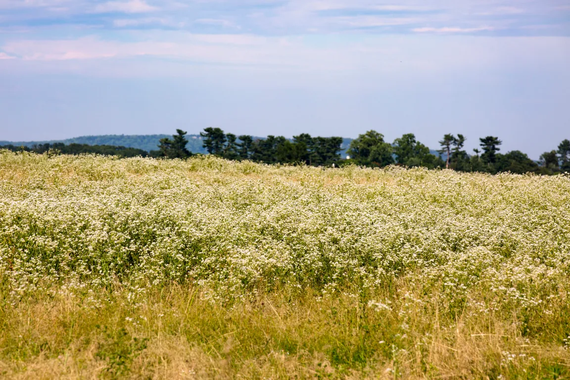 Sell Your Vacant Land Fast In VA