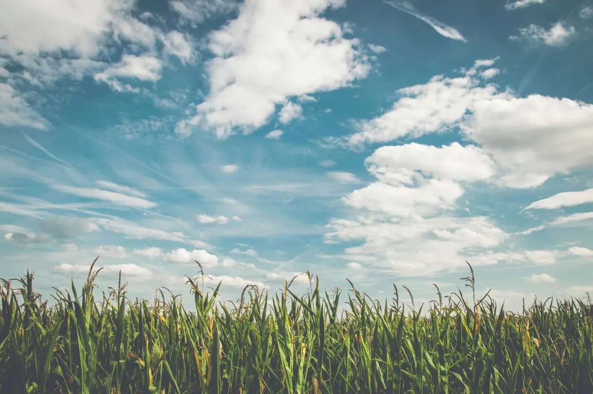 Vacant land with tall grass beneath a cloudy sky