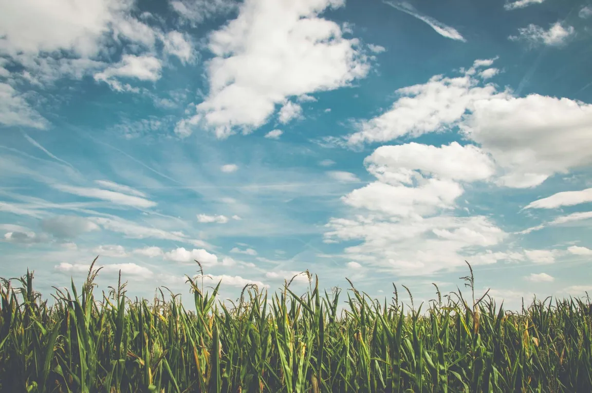 Vacant land with tall grass beneath a cloudy sky
