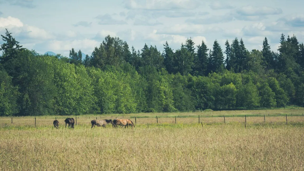 sell land with liens or back taxes in Washington