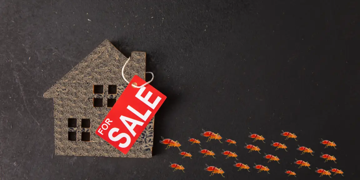 How to Sell a Home With Termites [market_city]