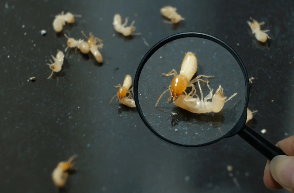 Can You Sell A House With Termites In Texas