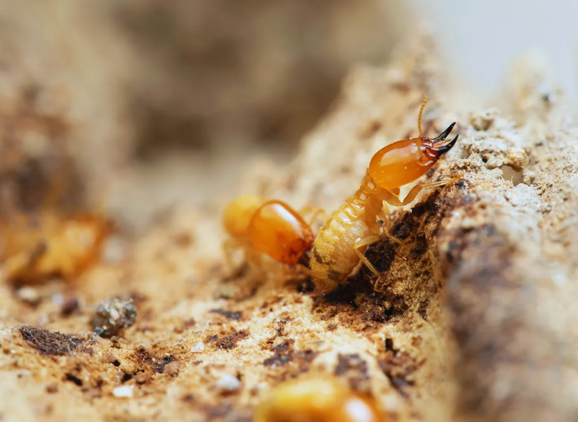 How To Sell A House With Termites In Texas HERO Texas