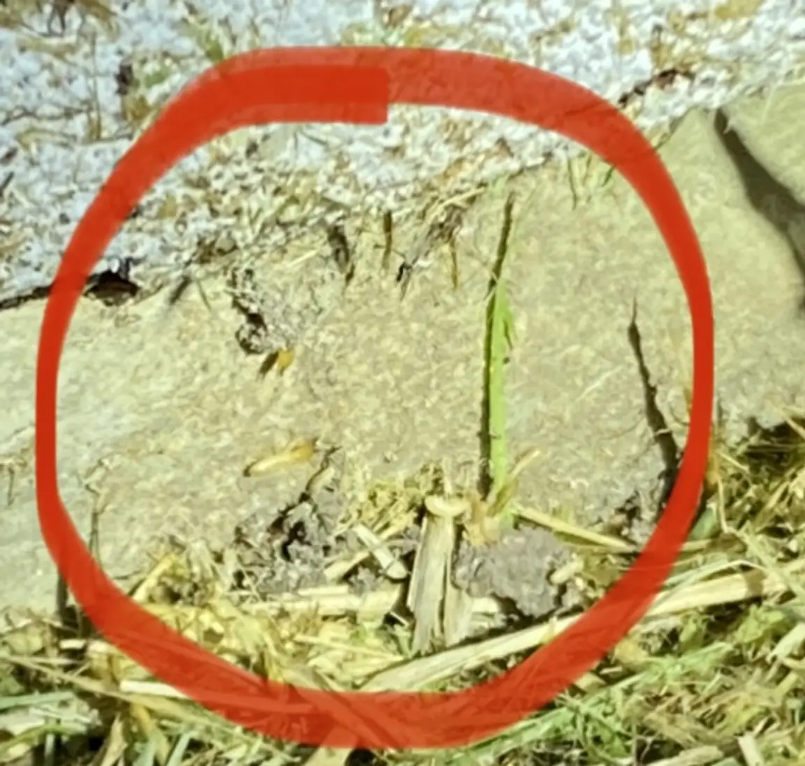 subterranean termites found in Harlingen