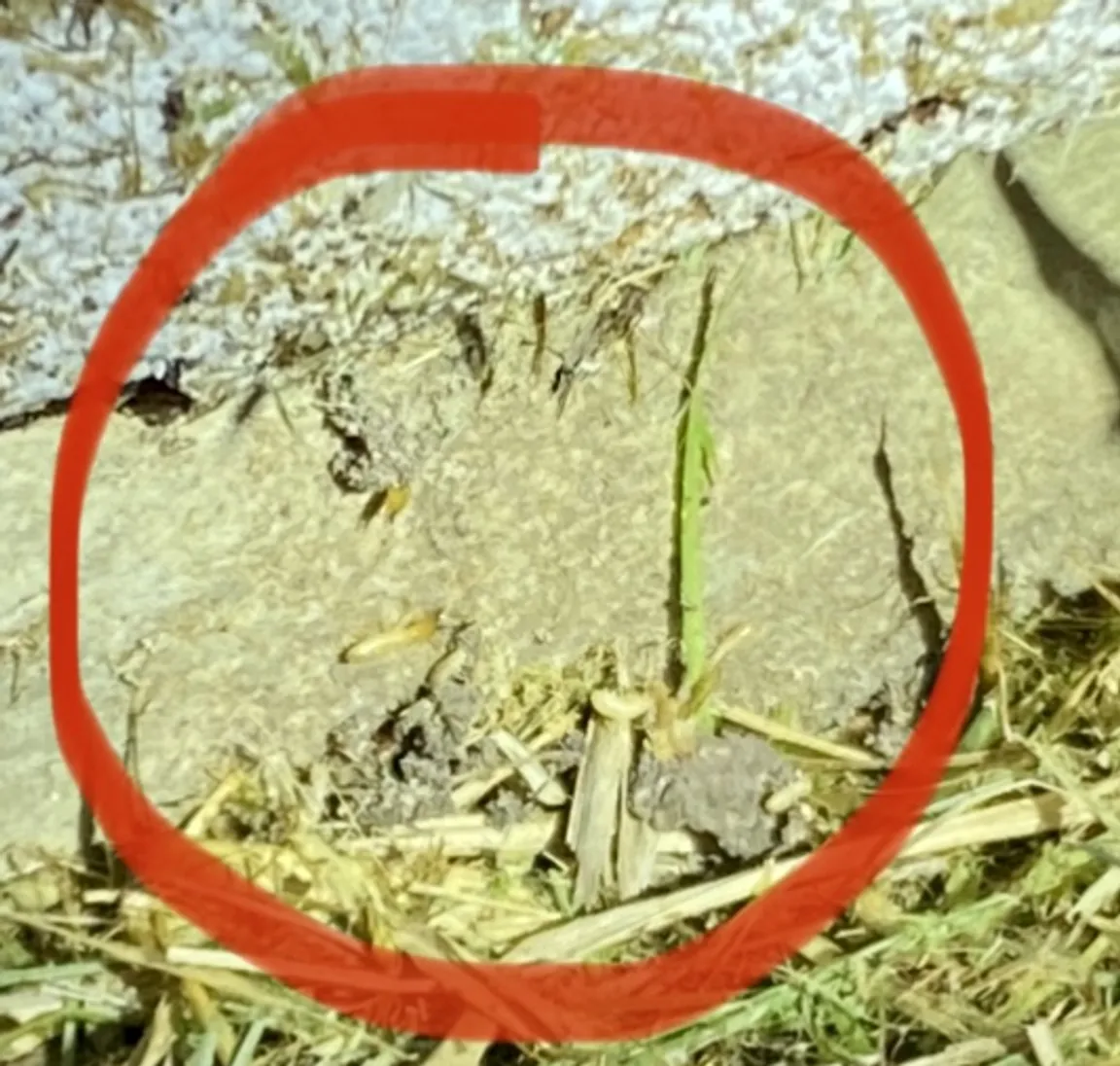 subterranean termites found in Harlingen
