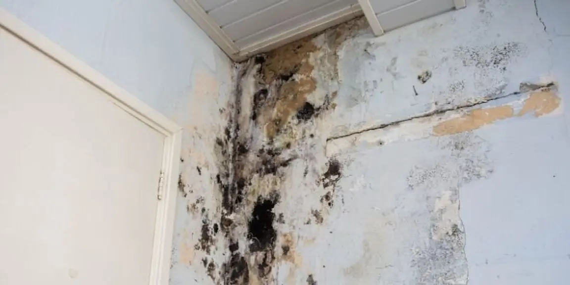 How to Sell a House With Mold [market_city]