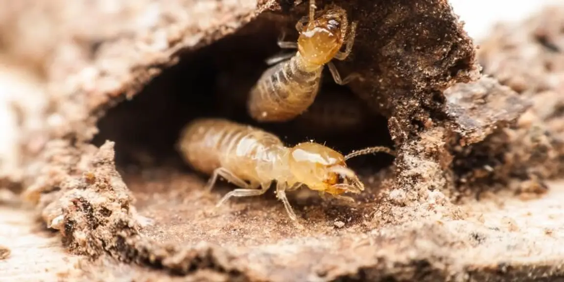 Washington Disclosure Requirements for Homes With Termite Damage