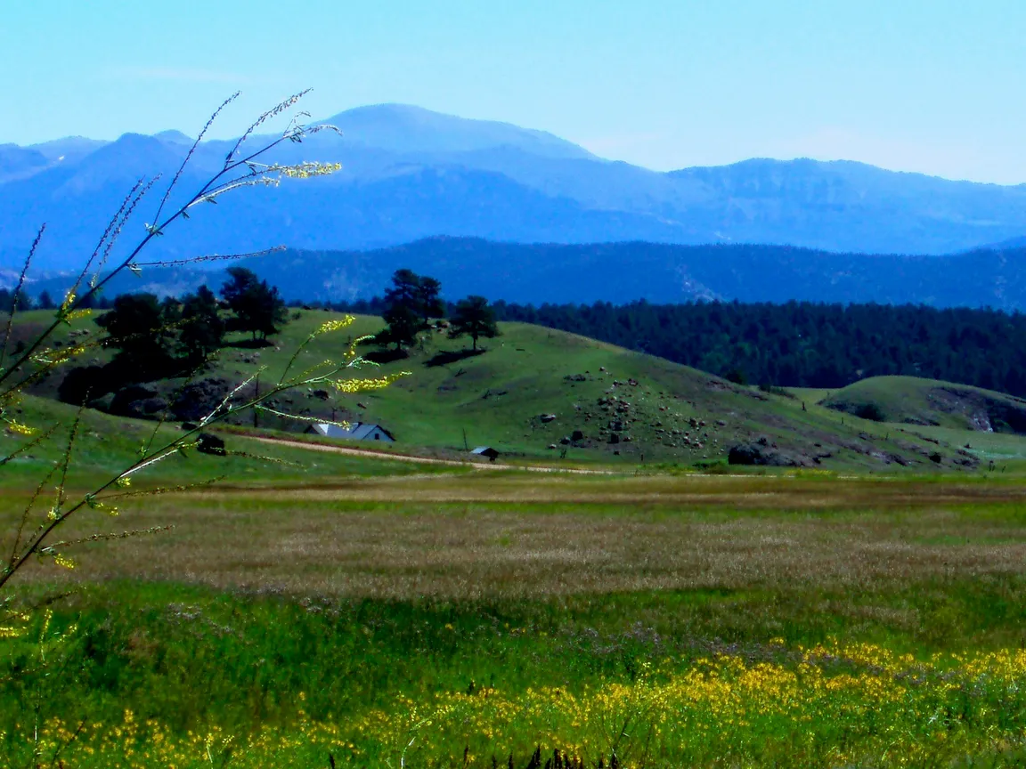 Open grassland with foothills rising in the background