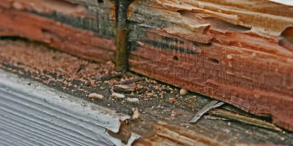 Selling Termite-Damaged House in North Carolina