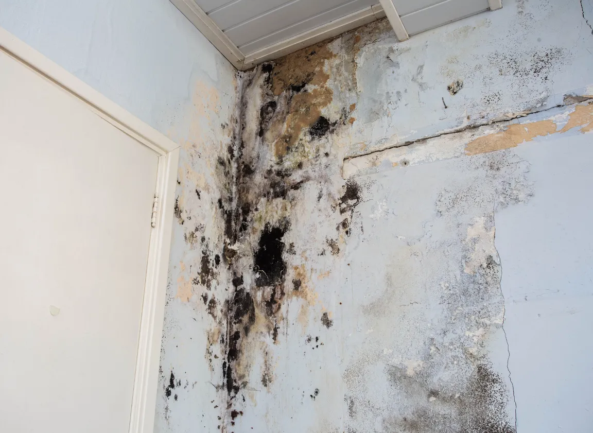 Selling A House With Mold In Cleveland, Ohio hero Cleveland