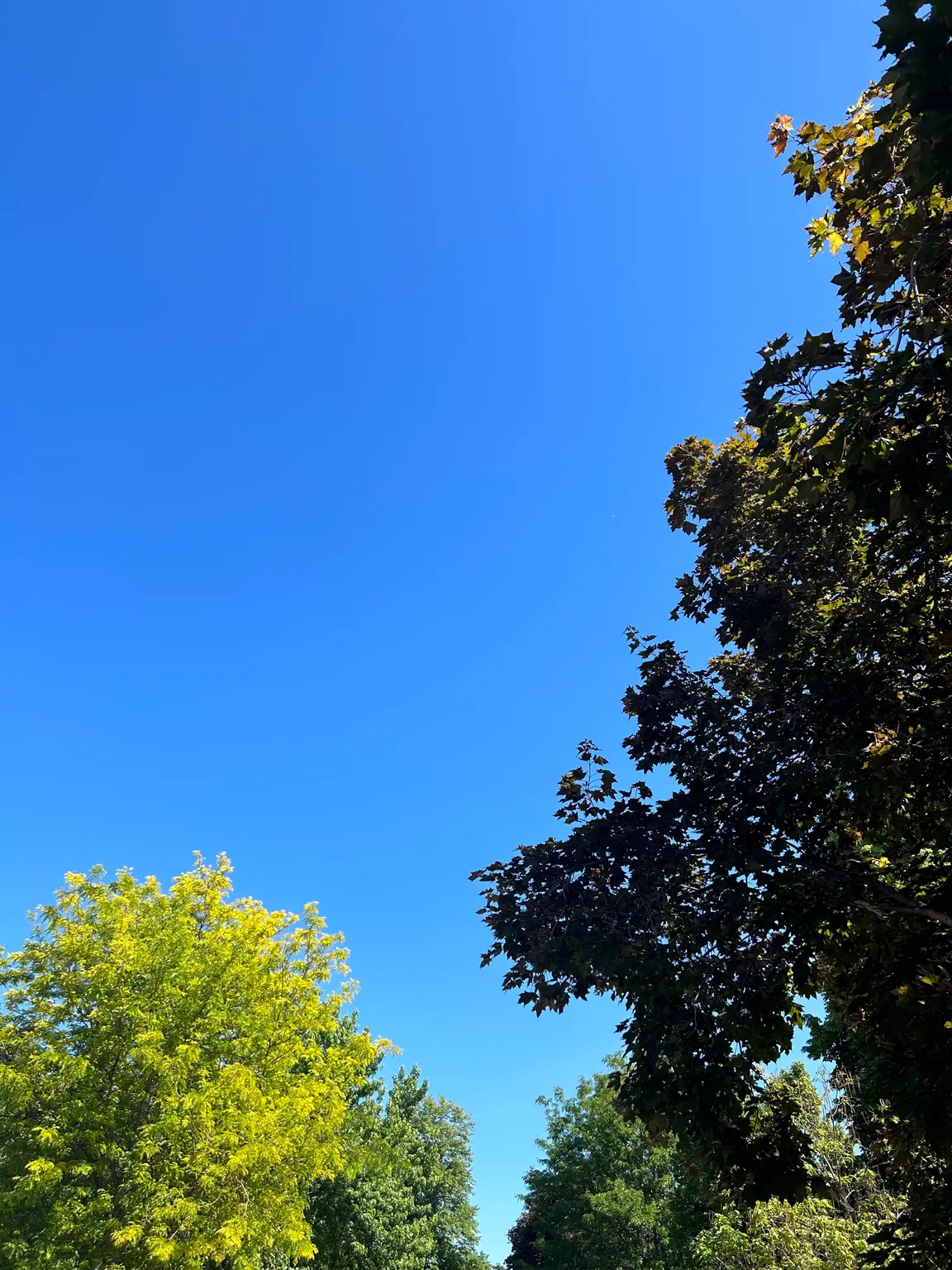 blue sky and green trees
