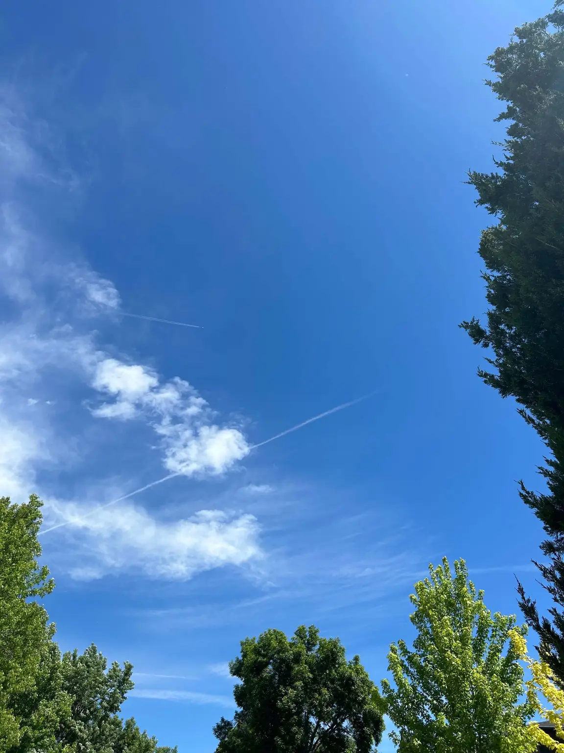 Blue skies and green trees