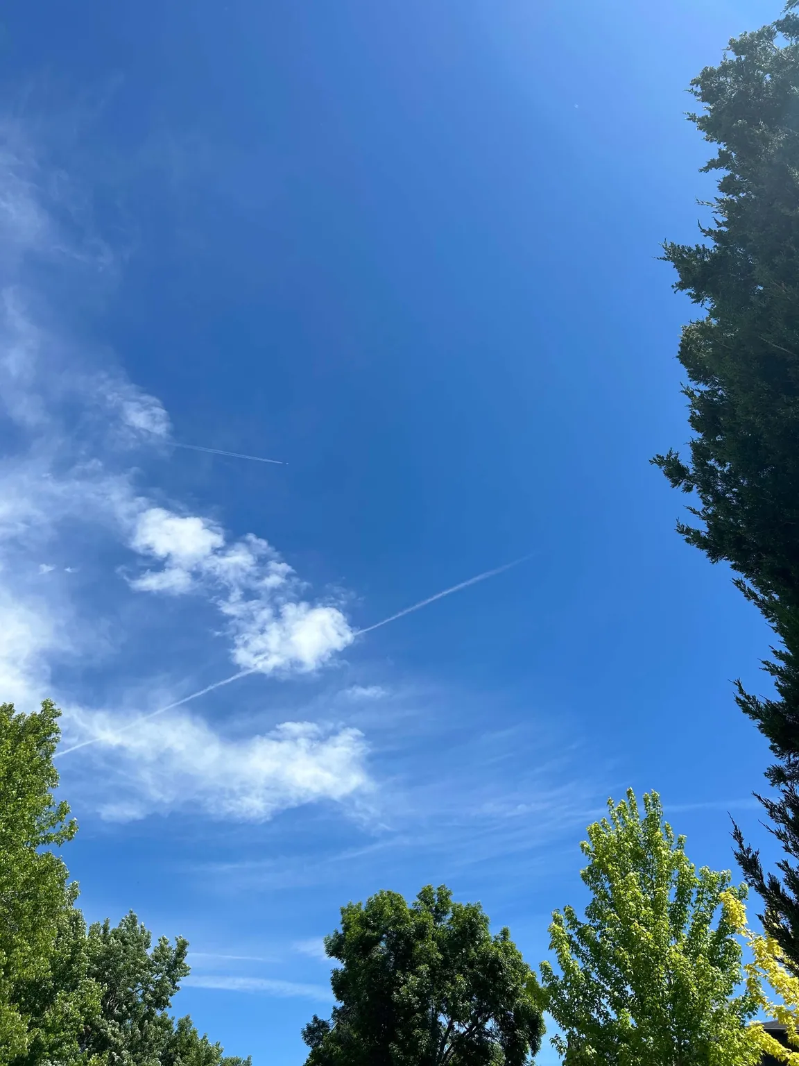 Blue skies and green trees