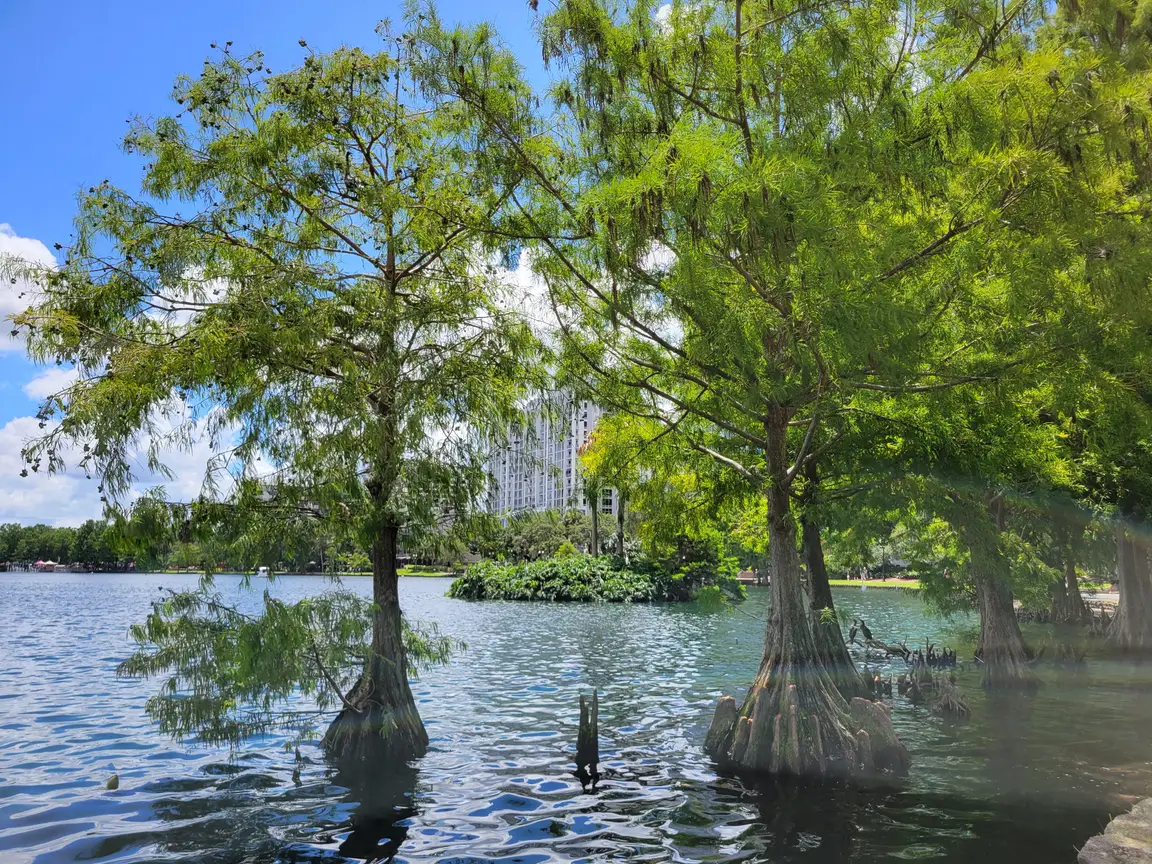 Trees