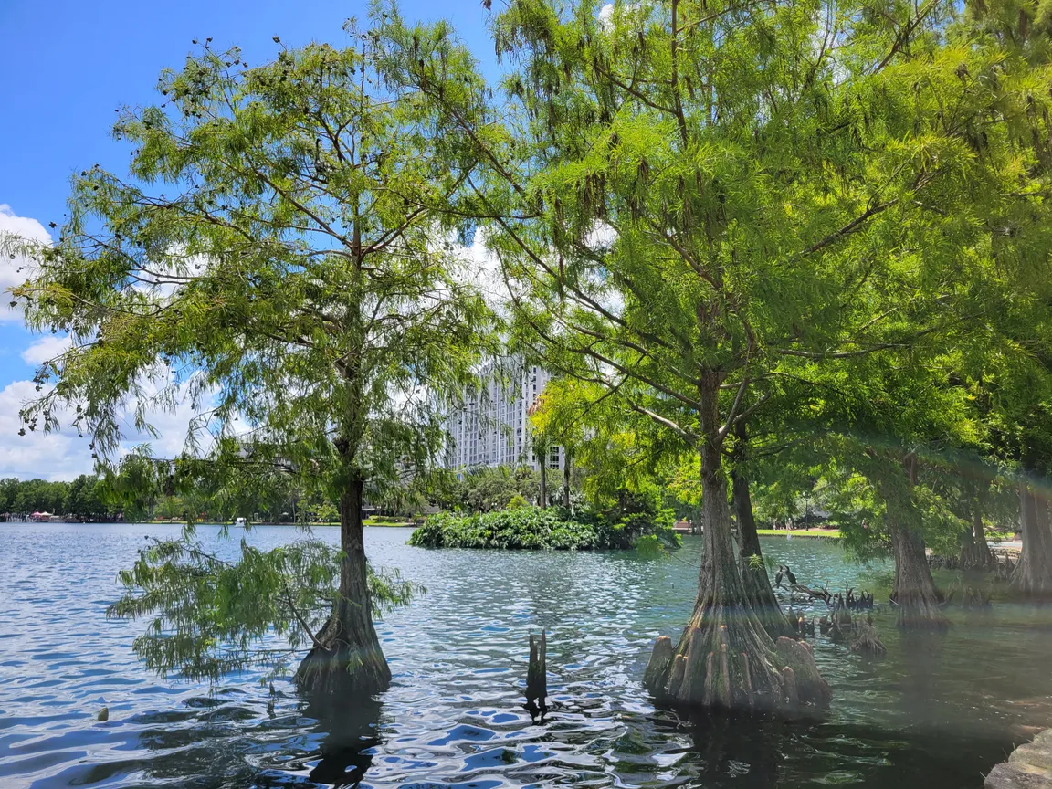 Trees