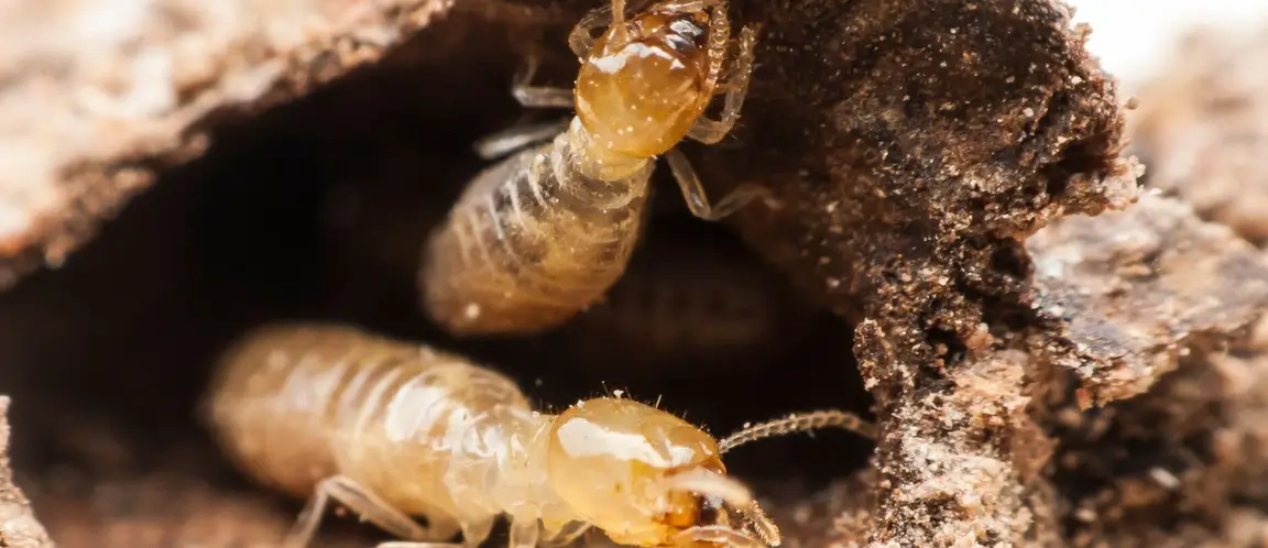 Undisclosed termite damage Texas
