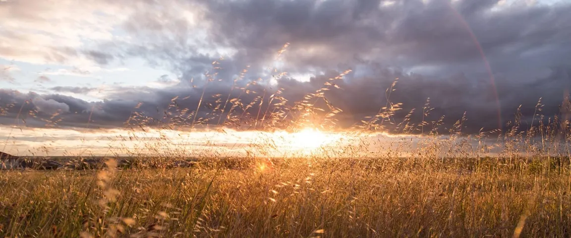 View of field through wheat at sundown on a cloudy day. sell land for cash
