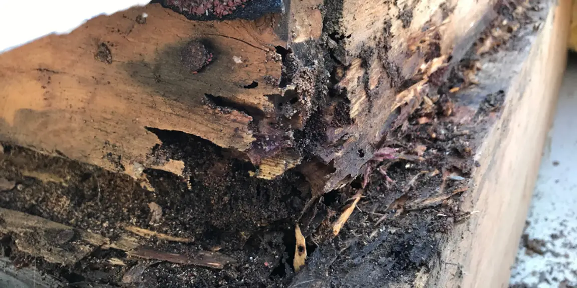 Sell house with termite damage Louisiana