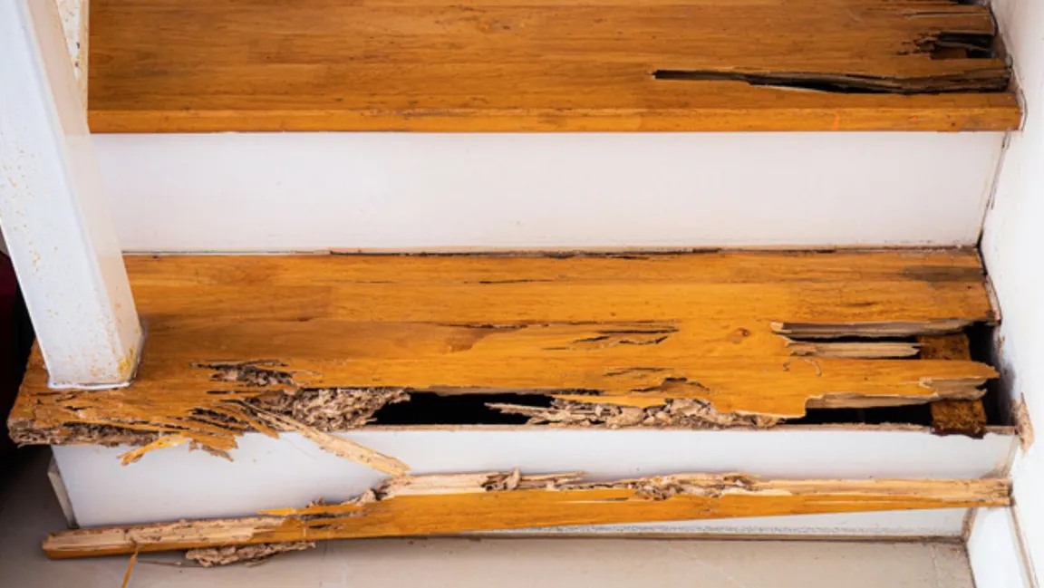 Selling A House With Pet Damage In Nashville, TN