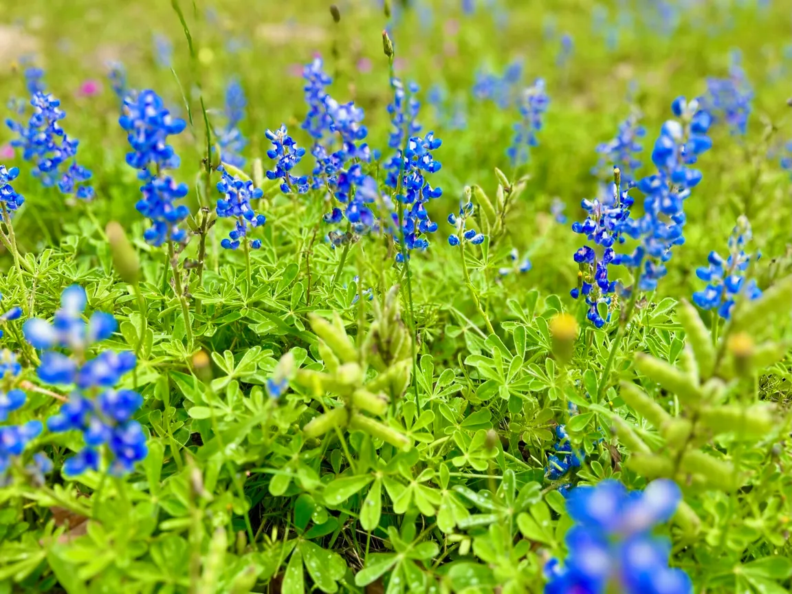 We buy land in TX