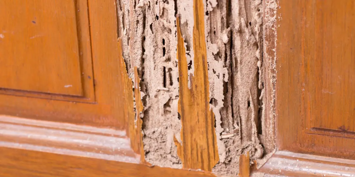 Selling a house that has termites in [market_city]