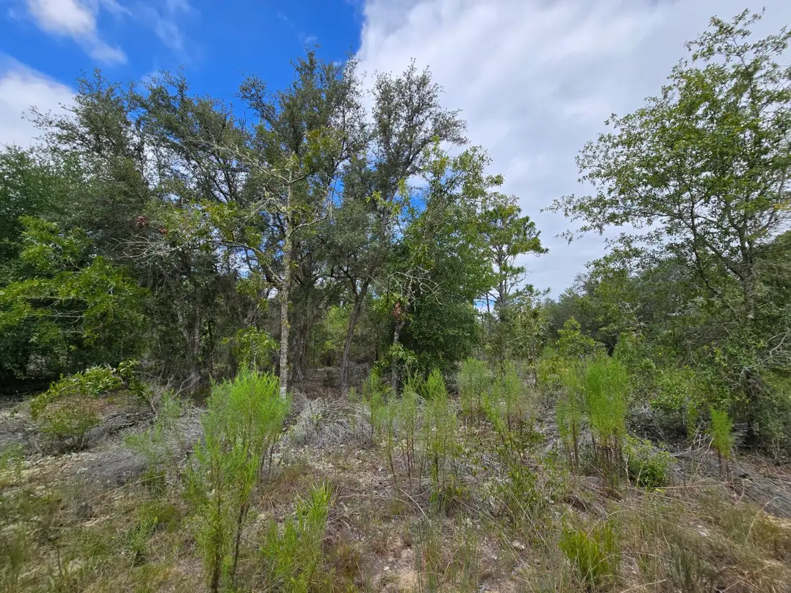 Wooded vacant lot in Mariners Lake Estates, Florida