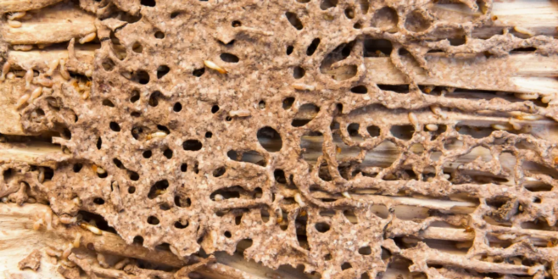 How to Sell a Home With Termites [market_city]